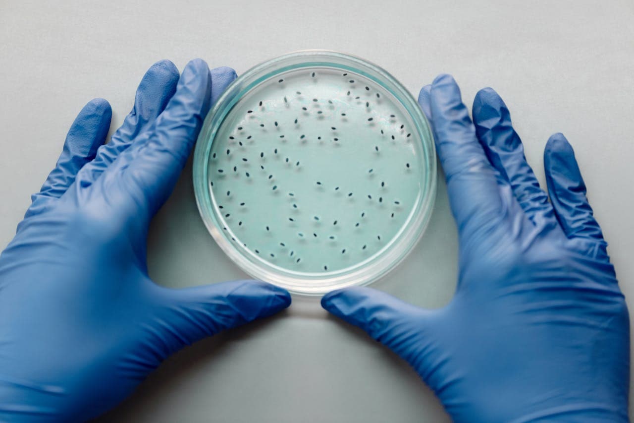 In Vitro Fertilization (IVF)